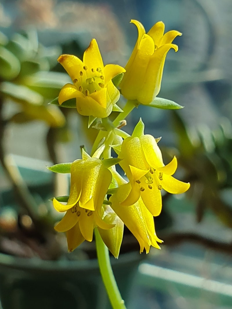 다육식물]-미니왕비황 꽃을 피웠다. : 네이버 블로그