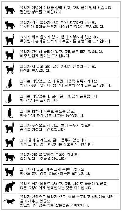 고양이가 꼬리를 흔드는 이유에 대해 알아보면? : 네이버 블로그 고양이가 꼬리를 흔드는 이유에 대해 알아보면? : 네이버 블로그