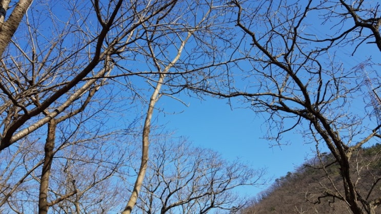  파란겨울하늘이 눈부신날 강아지랑걸어보기