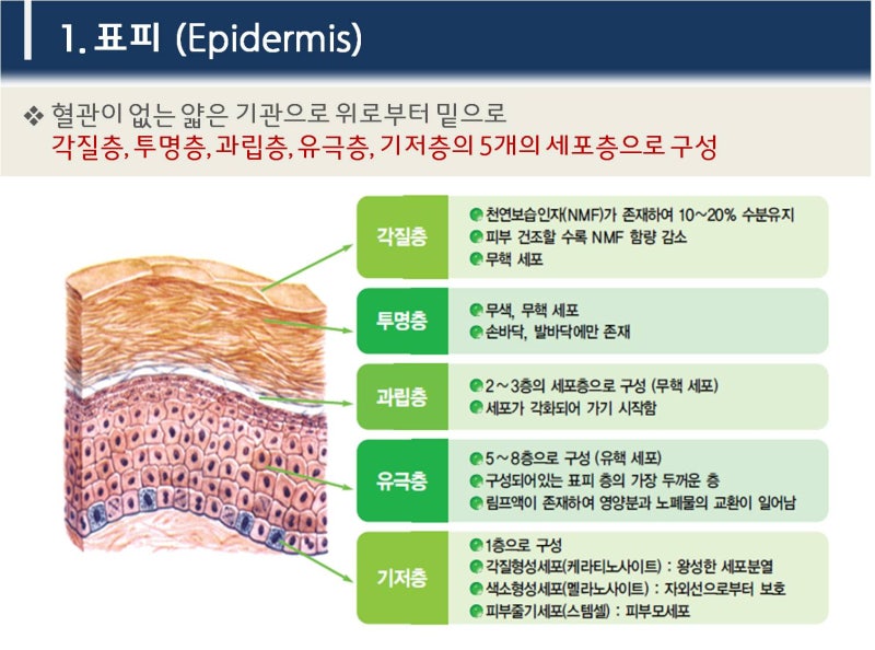 피부정복6_피부의구조_표피(유극층) : 네이버 블로그