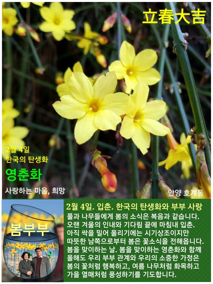  2월 4일 입춘. 한국의 탄생화와 부부 사랑 / 영춘화와 자스민