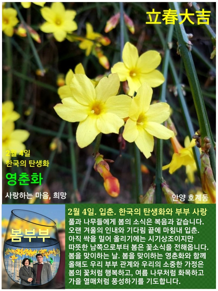 2월 4일 입춘. 한국의 탄생화와 부부 사랑 / 영춘화와 자스민