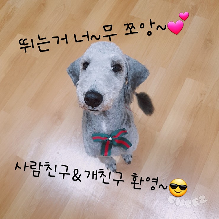 유기견 입양 홍보 안락사 직전 구조된 베를링턴테리어 빈이라고 해. 가족이 되어주세요. 유기견 입양 홍보 안락사 직전 구조된 베를링턴테리어 빈이라고 해. 가족이 되어주세요.