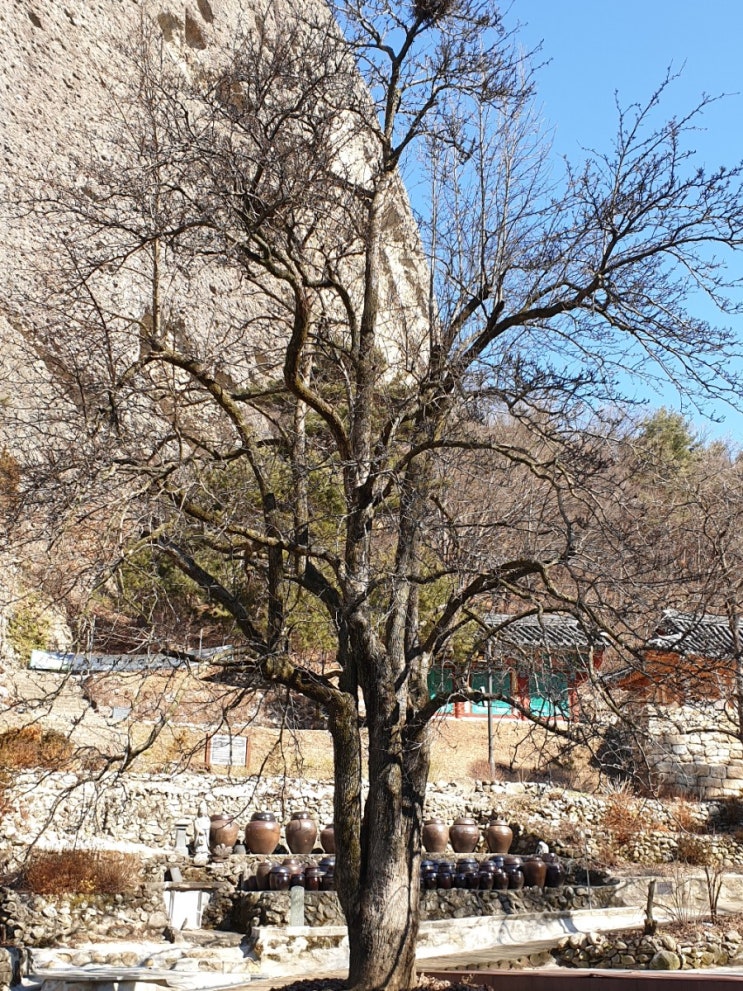 진안 가볼만한곳,  마이산 국립공원의 "진안 은수사 청실배나무"(천연기념물 제386호)