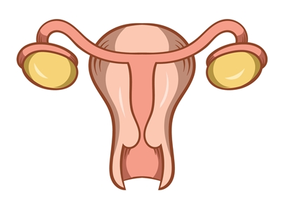 여성생식기 초음파 건강보험 적용돼 연간 700만명 혜택 여성생식기 초음파 건강보험 적용돼 연간 700만명 혜택