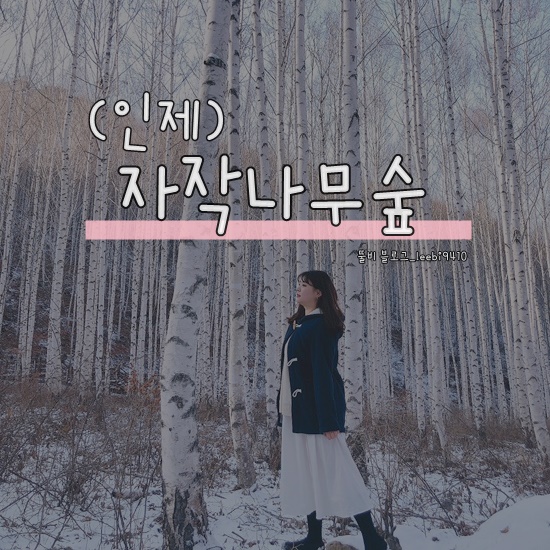  [인제 1박2일 가볼만한곳] 자작나무숲 