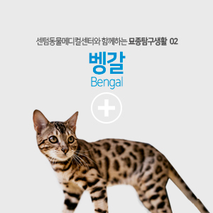  묘종탐구생활 - 벵갈(Bengal)