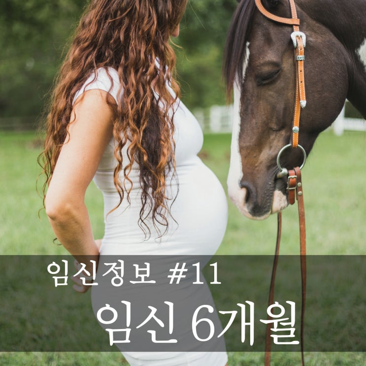  [임신정보] 예비 엄마,아빠의 임신공부  -임신 6개월(임신20주~24주)