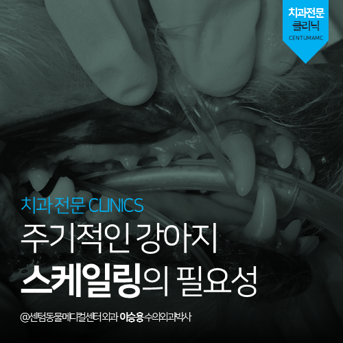 [치과] 주기적인 강아지 스케일링의 필요성 (부산 남구 용호동 용당동 동물병원)