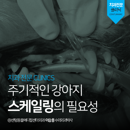  [치과] 주기적인 강아지 스케일링의 필요성 (부산 남구 용호동 용당동 동물병원)
