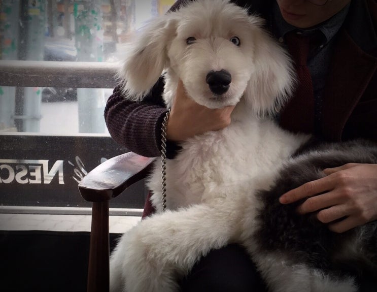 강아지와 고양이의 합사 방법