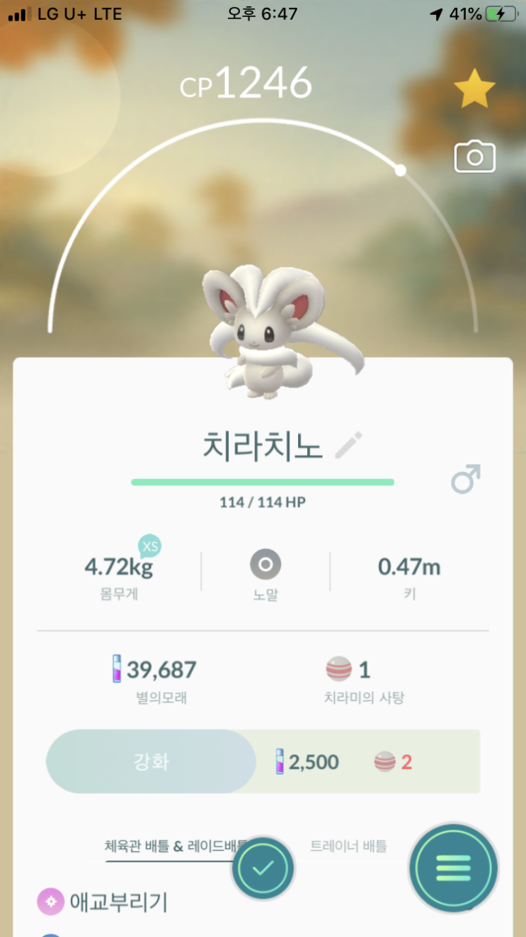  치라미 진화 “치라치노”