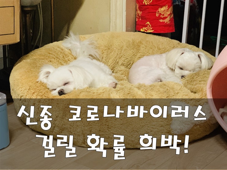  우한폐렴 강아지 산책 시켜도될까?
