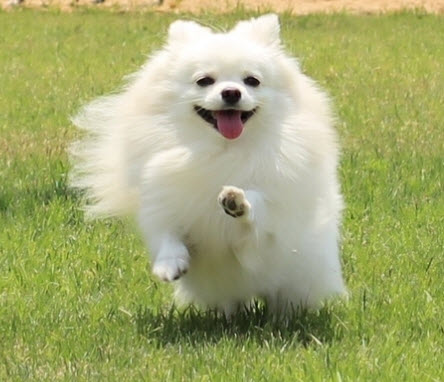  강아지 보조기, 휠체어 전문 네발로에서 슬개골탈구로 뒷다리 파행으로 절뚝 거려요!!