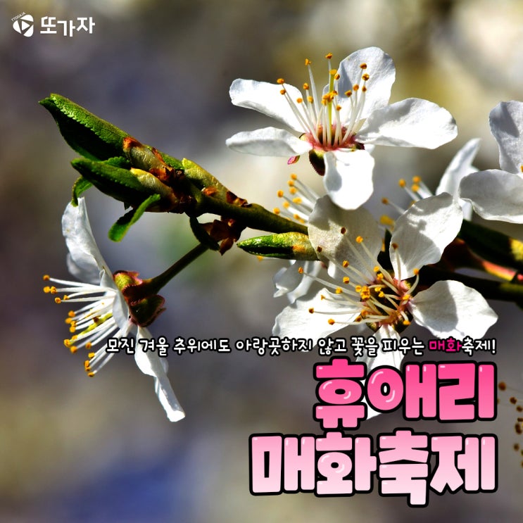  20200206 휴애리 매화축제