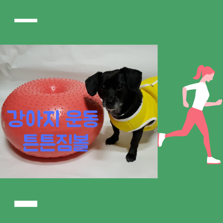 < 강아지 운동 > 튼튼짐볼 꾸준히 하며 슬개골탈구 관리해주려고요. < 강아지 운동 > 튼튼짐볼 꾸준히 하며 슬개골탈구 관리해주려고요.