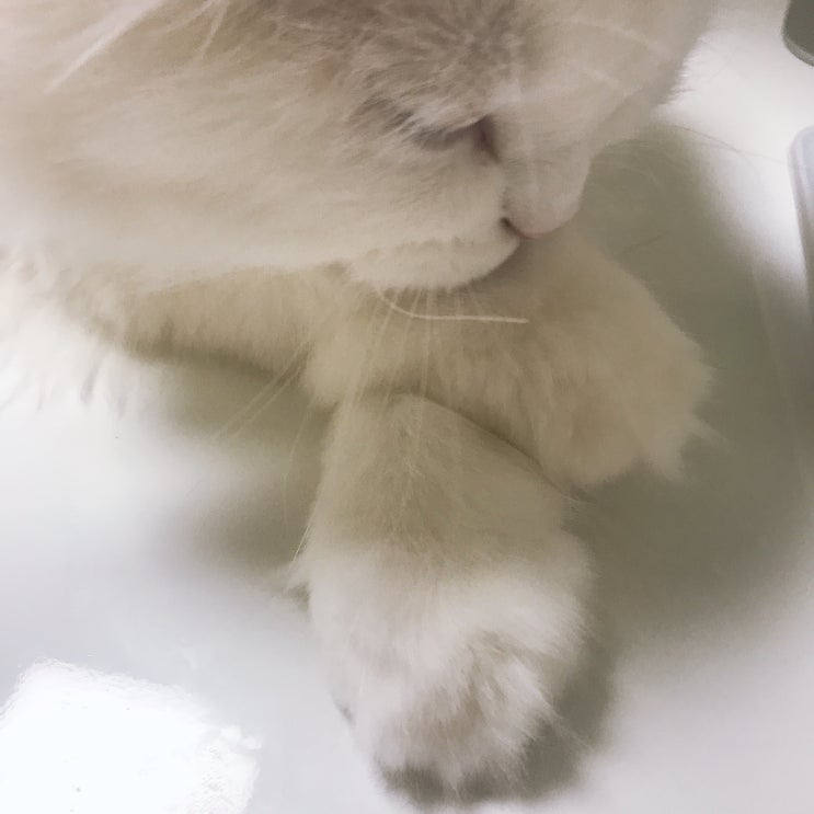  고양이의 최애 부위는?