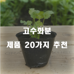  누구나 만족할만한 고수화분 여기에 있습니다.추천 순위 리스트 입니다~ 확인해보세요 