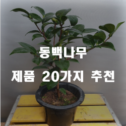  [제품랭킹] 동백나무 물품군20가지 실패없는 쇼핑하세요~ 