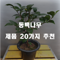 [제품랭킹] 동백나무 물품군20가지 실패없는 쇼핑하세요~ 