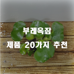  [제품정보] 부레옥잠 여기에 있습니다.20종류 추천 순위 리스트 입니다 즐거운 쇼핑하세요~ 