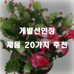  올해 잘팔리는 게발선인장 제품군추천 순위 입니다. 