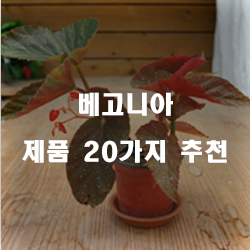  저렴한 베고니아 상품들순위 리스트 입니다. 보고가세요~ 