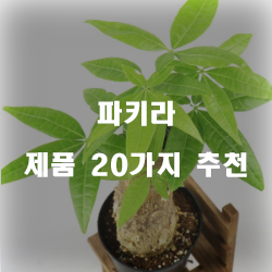 [상품랭킹] 파키라 물품들20가지 추천순위 정보입니다. 