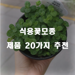 [제품정보] 식용꽃모종 제품추천 보고가세요~ 