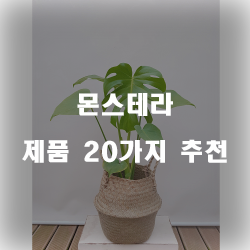  잘팔리는 몬스테라 상품군1위 부터 20위 리스트 즐거운 쇼핑하세요~ 