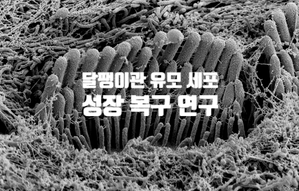 달팽이관 유모 세포 성장 연구