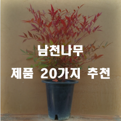  후회없는 선택의 남천나무 물품들20종 입니다. 알뜰한 쇼핑하세요~ 