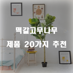  [쇼핑정보] 떡갈고무나무 물품강력 추천 실패없는 쇼핑하세요~ 
