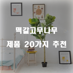 [쇼핑정보] 떡갈고무나무 물품강력 추천 실패없는 쇼핑하세요~ 