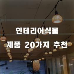 [상품순위] 인테리어식물 제품20가지 리스트 확인해보세요~ 