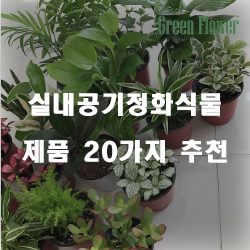  리뷰가 좋은 실내공기정화식물 상품군20가지 리스트 즐거운 쇼핑하세요~ 