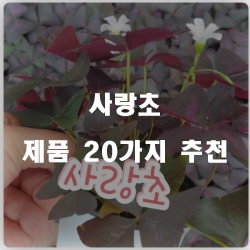 올해 잘팔리는 사랑초 상품추천 순위 정보입니다. 