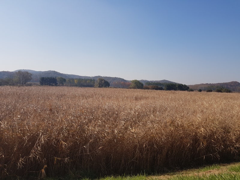 [사주] 지지 인목(寅木)의 성격.(名고민상담, 개운법전수, 운명을바꾸는법, 인간관계회복법, 운세좋아지는법, 업장해소법 ...