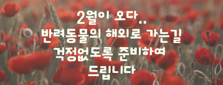  반려동물해외운송 강아지해외운송 고양이해외운송 몽골운송사례