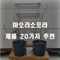  합리적인 선택의 마오리소포라 상품군강추 보고가세요~ 