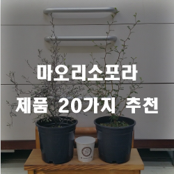 합리적인 선택의 마오리소포라 상품군강추 보고가세요~ 