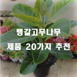  [상품정보] 뱅갈고무나무 찾으셨나요?1위~20위 리스트 