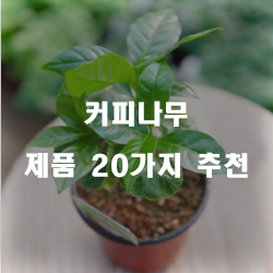  [베스트 정보] 커피나무 상품들강력 추천 보고가세요~ 