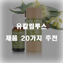  가성비 좋은 유칼립투스 상품 모음20종류 추천 보고가세요~ 