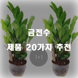  올해 잘팔리는 금전수 물품강추 보고가세요~ 