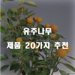  합리적인 선택의 유주나무 상품들20가지 추천순위 입니다. 알뜰한 쇼핑하세요~ 