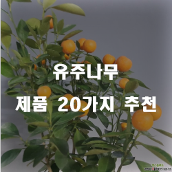 합리적인 선택의 유주나무 상품들20가지 추천순위 입니다. 알뜰한 쇼핑하세요~ 