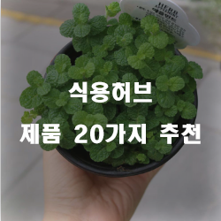 [인기순위] 식용허브 물품 모음추천 입니다. 