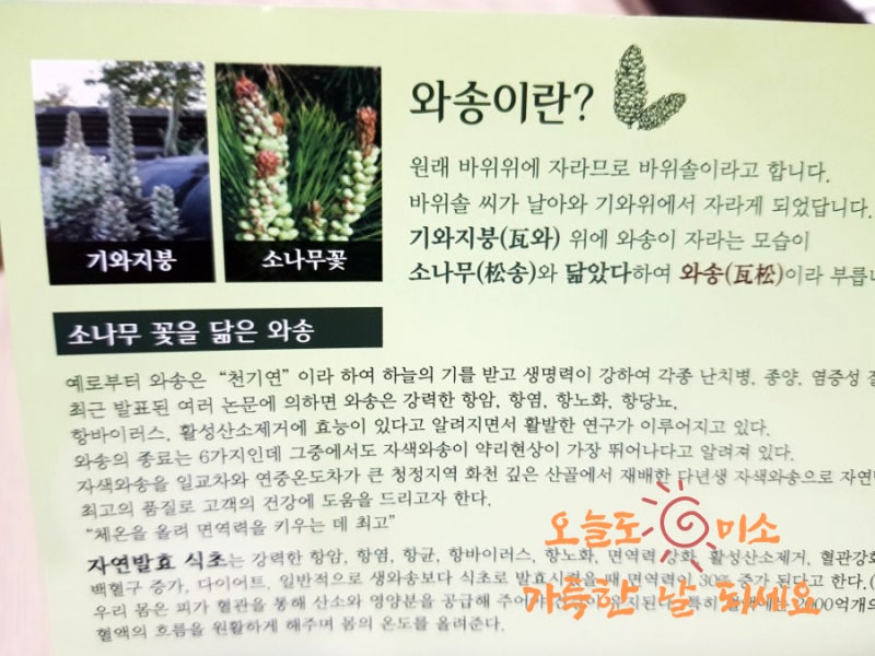 항암음식 추천 / 정유기대표 화천와송 발효식초 2