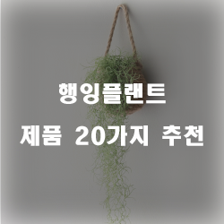  괜찮은 행잉플랜트 제품군추천 리스트 즐거운 쇼핑하세요~ 